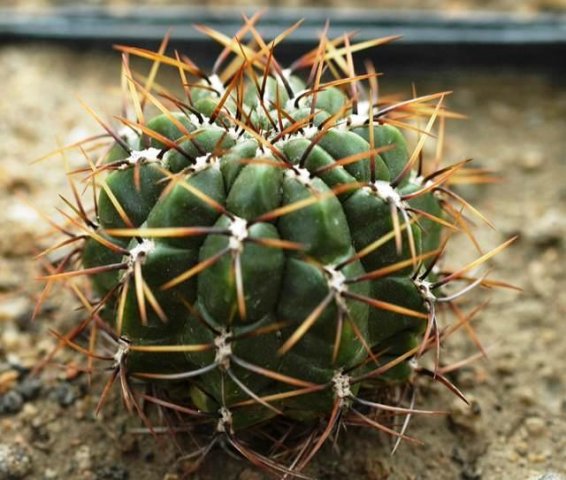 Oroya_gigantea